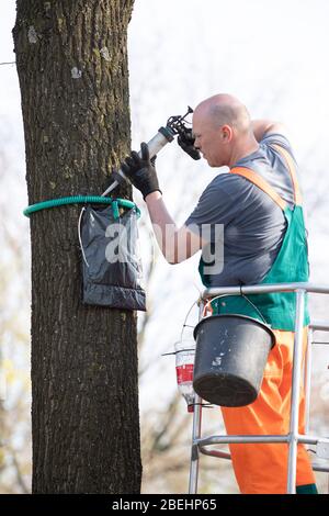 Nordhorn, Allemagne. 08 avril 2020. Andre Kuipers, gardien d'arbres, installe un piège à papillon processionnel en chêne sur un arbre. Au printemps, les chenilles de la teigne processionaire en chêne se propagent une fois de plus dans toute la région. La ville installera 200 pièges appelés arbres pour contrôler les chenilles de l'animal. Crédit: Friso Gentsch/dpa/Alay Live News Banque D'Images