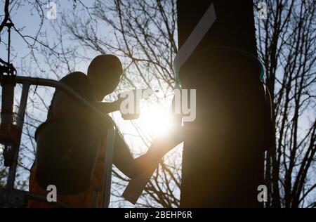 Nordhorn, Allemagne. 08 avril 2020. Andre Kuipers, gardien d'arbres, installe un piège à papillon processionnel en chêne sur un arbre. Au printemps, les chenilles de la teigne processionaire en chêne se propagent une fois de plus dans toute la région. La ville installera 200 pièges appelés arbres pour contrôler les chenilles de l'animal. Crédit: Friso Gentsch/dpa/Alay Live News Banque D'Images