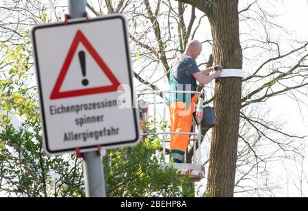 Nordhorn, Allemagne. 08 avril 2020. Andre Kuipers, gardien d'arbres, installe un piège à papillon processionnel en chêne sur un arbre. Au printemps, les chenilles de la teigne processionaire en chêne se propagent une fois de plus dans toute la région. La ville installera 200 pièges appelés arbres pour contrôler les chenilles de l'animal. Crédit: Friso Gentsch/dpa/Alay Live News Banque D'Images