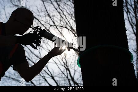 Nordhorn, Allemagne. 08 avril 2020. Andre Kuipers, gardien d'arbres, installe un piège à papillon processionnel en chêne sur un arbre. Au printemps, les chenilles de la teigne processionaire en chêne se propagent une fois de plus dans toute la région. La ville installera 200 pièges appelés arbres pour contrôler les chenilles de l'animal. Crédit: Friso Gentsch/dpa/Alay Live News Banque D'Images