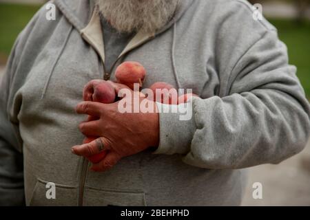 Ellettsville, États-Unis. 13 avril 2020. Un volontaire détient des fruits tout en aidant à distribuer de la nourriture à Pantry 279 à ceux qui souffrent d'insécurité alimentaire pendant le séjour à la maison de COVID-19/Coronavirus.Hoosiers ont été commandés pour voyager seulement pour des besoins essentiels. Crédit: SOPA Images Limited/Alay Live News Banque D'Images