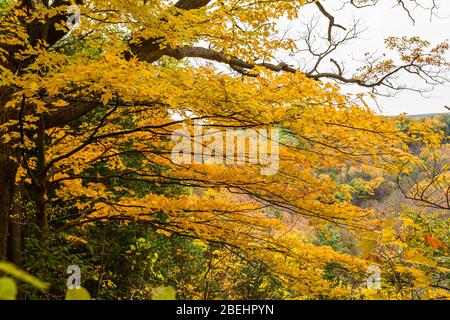 Dundas Valley escarpement du Niagara Hamilton Ontario Canada à l'automne Banque D'Images