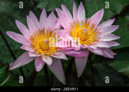 Nelumbo nucifera, une plante aquatique aussi connue sous le nom de lotus indien, lotus sacré, haricot de l'Inde, haricot égyptien ou tout simplement lotus. Banque D'Images