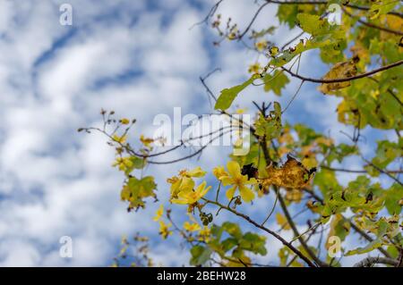 Buisson de kapok australien avec fleurs jaunes vives. Coclopermum fraseri arbre nature fond Banque D'Images