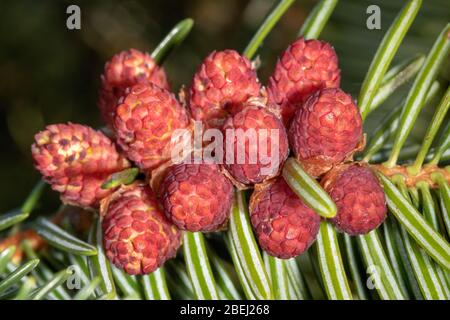 Vue rapprochée des fleurs d'Abies alba, du sapin argenté européen ou du sapin argenté Banque D'Images