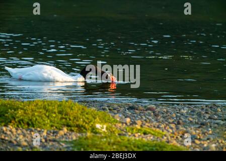 cygne à col noir se nourrissant d'algues à marée basse à l'heure d'or Banque D'Images
