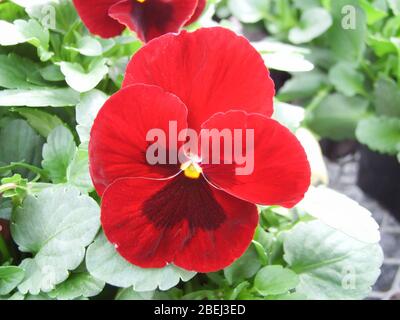 Pansies de fleurs rouges et noires à proximité de fleurs de pansy colorées, de plantes de pot. Banque D'Images