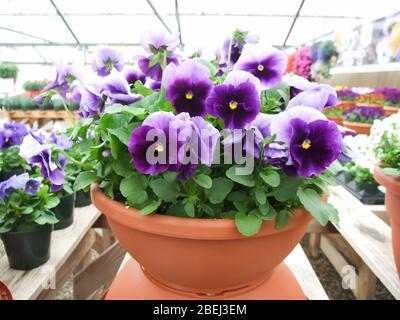 Pansies aux fleurs violettes près de fleurs de pansy colorées avec centre jaune, plante de pot de fleurs. Banque D'Images