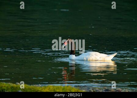 cygne à col noir se nourrissant d'algues à marée basse à l'heure d'or Banque D'Images