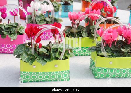 Cyclamen avec pot en pépinière. Serre de fleurs. Famille des primulaceae. Persicum cyclamen. Banque D'Images