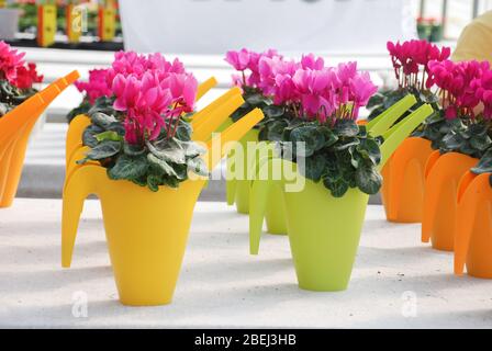 Cyclamen avec pot en pépinière. Serre de fleurs. Famille des primulaceae. Persicum cyclamen. Banque D'Images