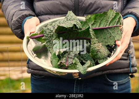 Homme tenant un bol de kale maison dans un jardin Banque D'Images