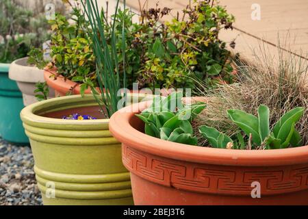 Fleurs et feuillage dans différents pots de couleur dans le jardin Banque D'Images