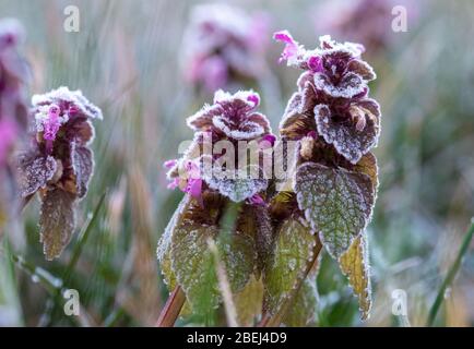 14 avril 2020, Mecklembourg-Poméranie occidentale, Lützow: RIPE s'est formé sur des plantes à fleurs. Dans le nord de l'Allemagne, la journée commence par des températures inférieures à zéro degré. Photo: Jens Büttner/dpa-Zentralbild/dpa Banque D'Images