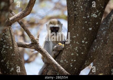 Singe vervet mangeant des fruits jaunes sur un arbre Banque D'Images