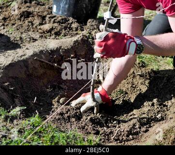 Homme plantant un arbre dans un trou au début du printemps dans le jardin. Banque D'Images