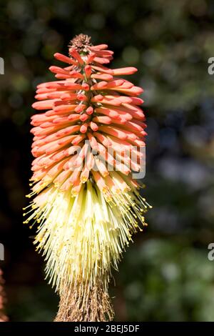 Fleur de poker chaud rouge, (Kniphofia caulescens). Banque D'Images