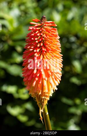 Flowerhead d'un type de plante de Poker Red-hot, Kniphofia ensifolia. Banque D'Images