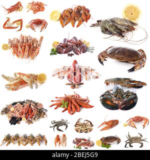 photo composite de fruits de mer et de crustacés devant un fond blanc Banque D'Images