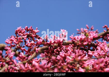 Fleurs roses de Redbud oriental en fleurs, Cersis Canadensis, Lavender Twist vers le ciel bleu au printemps près de l'arbre Judas Banque D'Images