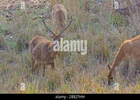 Un Barasingha au parc national de Kanha, Madhya Pradesh, Inde Banque D'Images