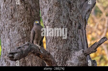 Un aigle serpent de Crested au parc national Kanha, Madhya Pradesh, Inde Banque D'Images