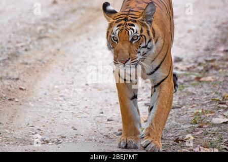 Une randonnée de Tigresse sur la piste de safari à la réserve de tigre de Kanha, Madhya Pradesh, Inde Banque D'Images