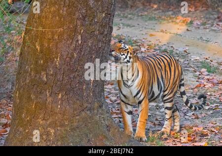 Un tigre féminin qui hante un arbre pendant le safari à Kanha Tiger Reserve, Madhya Pradesh, Inde Banque D'Images