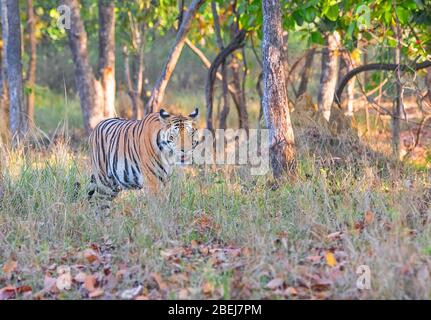 Un tigre féminin marchant dans les prairies de la réserve de tigre de Kanha, Madhya Pradesh, Inde Banque D'Images