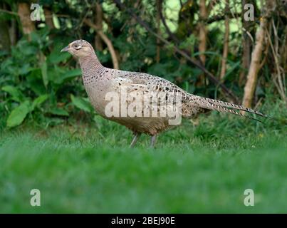 Un Pheasant femelle (Phasianus colchicus) tôt le matin, Warwickshire Banque D'Images