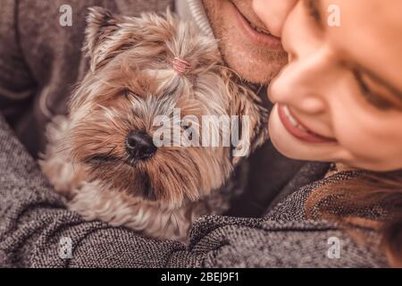 Portrait d'un petit yorkshire terrier embrassé par un couple heureux dans le café Banque D'Images