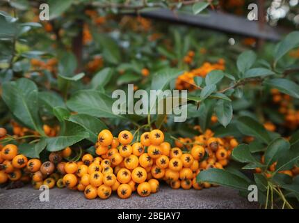 Gros plan baies mûres de l'Orange Firethorn ou des plantes Pyracantha sur la Fence Banque D'Images