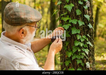 Détective picky dans la forêt. Explorez la nature. Retraité avec loupe pour explorer la forêt d'automne jour. Le botaniste examine les plantes. Ancien homme scientifique. Grand-père barbu en forêt. Curiosité à la botanique. Banque D'Images