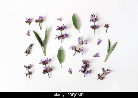 Motif botanique d'été. Composition florale de sauge bleu violet, fleurs salvia officinalis et feuilles vertes isolées sur fond de table blanc. Guérir Banque D'Images