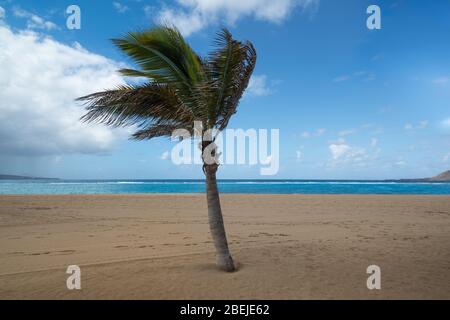 Temps venteux et palmier sur la côte. Magnifique plage de mer, palmier sur le sable. Branches de palmier soufflant dans le vent. Banque D'Images