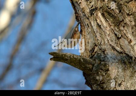 Oiseau nuthatch eurasien (Sitta europaea) perché sur un arbre sur un fond bleu ciel. Banque D'Images