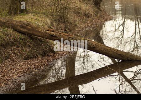 Tronc d'arbre cassé allongé dans l'eau. Banque D'Images