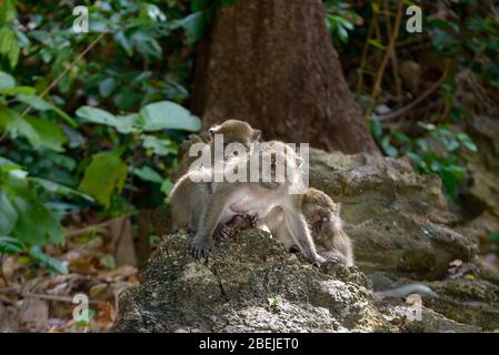 Singes sauvages (macaque à queue longue, macaque à manger au crabe) assis sur les rochers et un autre singe à rayer à l'arrière Banque D'Images