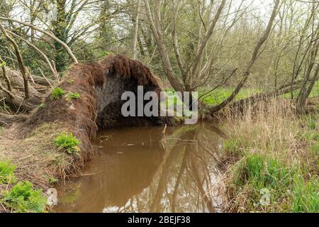 Un grand arbre a explosé par une tempête sur la rive d'un ruisseau ou d'une petite rivière Banque D'Images