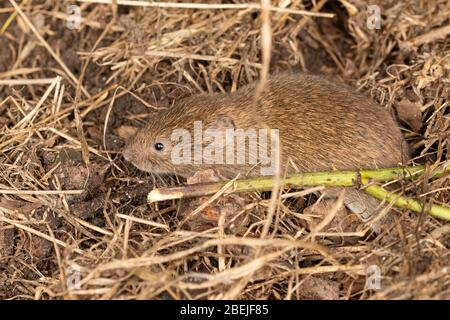 Field vole (Microtus agrestis) également appelé vole à queue courte, petit mammifère britannique Banque D'Images