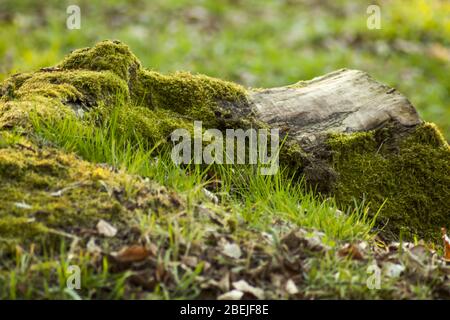 Un tronc forestier recouvert de mousse de chaque côté et de lichen au sommet. En arrière-plan, vous pouvez voir les feuilles de l'année dernière. Banque D'Images