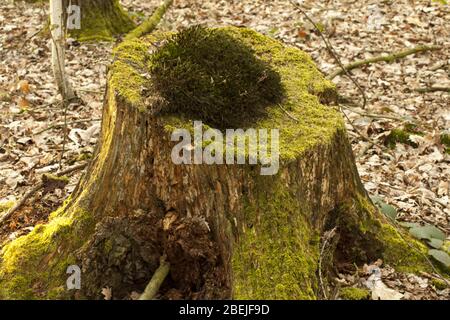 Un tronc forestier recouvert de mousse de chaque côté et de lichen au sommet. En arrière-plan, vous pouvez voir les feuilles de l'année dernière. Banque D'Images