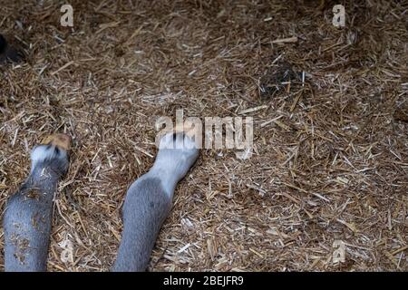 Petit poulain nouveau-né allongé dans la stable, gros plan des jambes d'un poulain dormant dans la paille. Banque D'Images