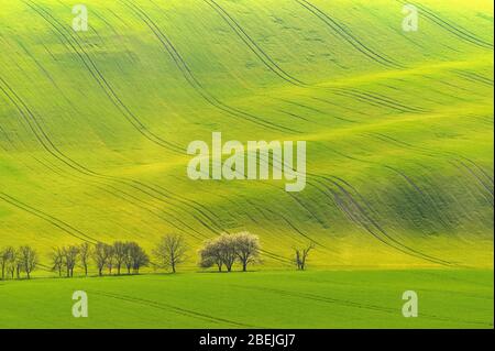 Magnifique paysage printanier avec champ de collines d'herbe au coucher du soleil. Vagues dans la nature Moravian Toscane - République tchèque - Europe. Banque D'Images