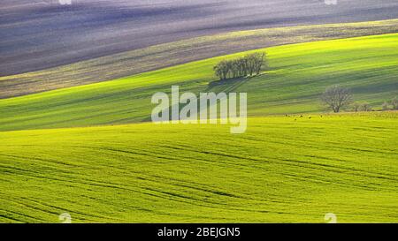 Magnifique paysage printanier avec champ de collines d'herbe au coucher du soleil. Vagues dans la nature Moravian Toscane - République tchèque - Europe. Banque D'Images