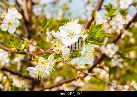 Fleur de fruits blanche sur un arbre en printemps Banque D'Images