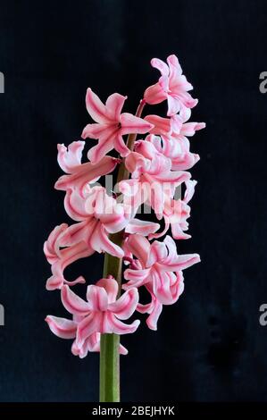 Gros plan sur la jacinthe rose sur fond noir Banque D'Images