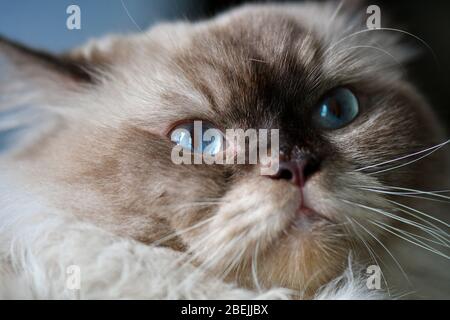 Chat Ragdoll avec yeux bleus Banque D'Images