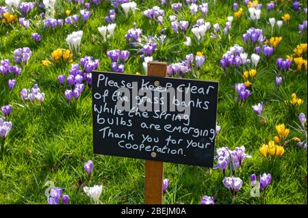 Gros plan de s'il vous plaît garder hors du panneau d'avertissement de l'herbe dans un jardin pour protéger les crocus bulbes au printemps Angleterre Royaume-Uni Royaume-Uni Grande BR Banque D'Images