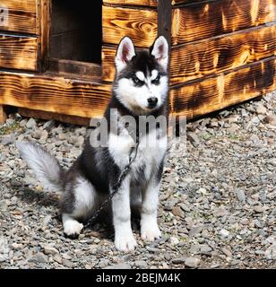 Le chien Husky regarde la caméra dans la rue sur un arrière-plan en bois. Banque D'Images